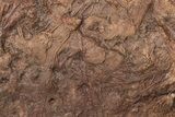 Silurian Fossil Crinoid (Scyphocrinites) Plate - Morocco #148557-1